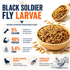 Adaman close-up of dried black soldier fly larvae texture and crunchy benefit