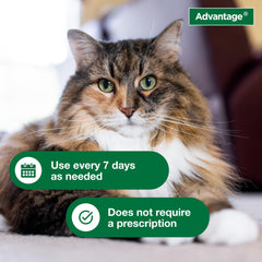 Advantage aplicación del champú en gato para eliminar pulgas visible