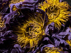 Ankhclave flor de loto infusionándose en taza para una bebida aromática