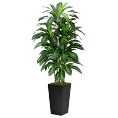 ASTIDY dracaena front view showing full height and elegant silhouette, adds instant greenery