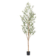 bellacat árbol olivo frontal mostrando altura y elegancia
