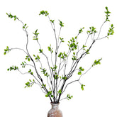 Cherica ramas ficus frente mostrando cuatro tallos, añade altura y verde constante