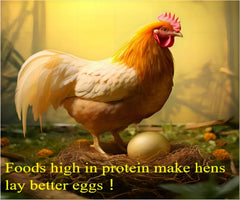 Classic Flock mealworms scattered while chickens forage, encouraging natural behavior