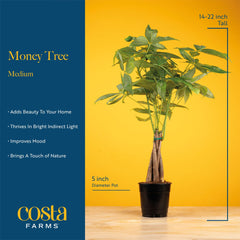 Costa Farms Money Tree en maceta decorativa lista para exhibir en interiores