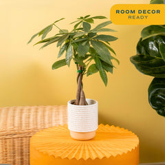 Costa Farms Money Tree tronco trenzado detallado que aporta carácter decorativo