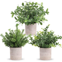 Der Rose vista frontal del pack de tres plantas para decoración rápida