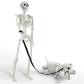 IDEAALS human skeleton front view showing lifelike pose and curb appeal