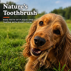 Jack&Pup primer plano de textura crujiente, masticado que limpia dientes