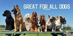 Kingdom Pets treat in hand to show size and easy portioning
