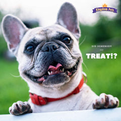 Kingdom Pets sweet potato and duck treats in bowl ready to serve