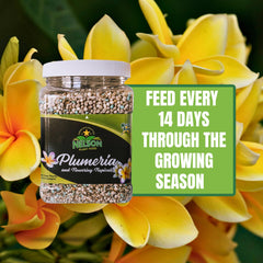 Nelson in-ground application around plumeria showing stronger flowering performance