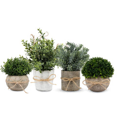PENGYEE frente cuatro macetas mostrando verdor inmediato