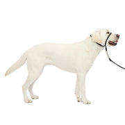 PetSafe vista frontal del Gentle Leader mostrando ajuste seguro y fácil