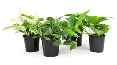 Plants for Pets pothos frontal en maceta mostrando follaje denso