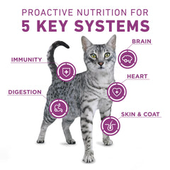 Purina ONE trozos de pollo real visibles que aumentan sabor y aceptación