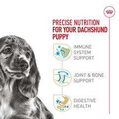 ROYAL CANIN cachorro Dachshund comiendo del plato mostrando aceptación