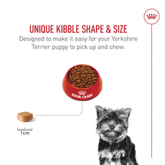 ROYAL CANIN cachorro Yorkshire comiendo cómodamente el pienso adaptado