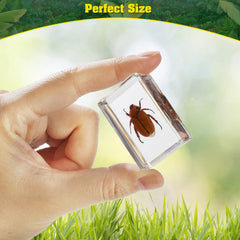 SINGEWOW primer plano de una mariposa en resina para observación