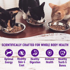 Wellness servida en cuenco para mascota, mejora hidratación y sabor