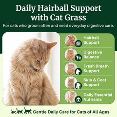 YOTANGO primer plano del centro de cat grass y fibras para digestión
