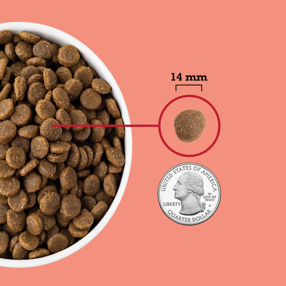 ACANA bowl served with kibble and coating for appetizing meal