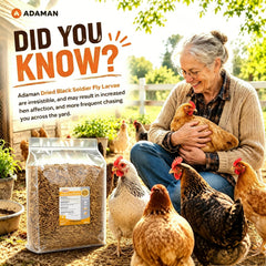 Adaman chickens pecking at larvae promoting natural foraging behavior