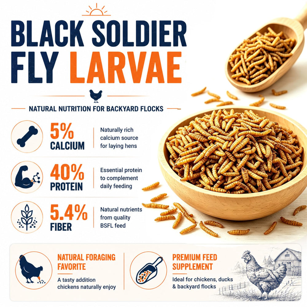 Adaman close-up of dried black soldier fly larvae texture and crunchy benefit