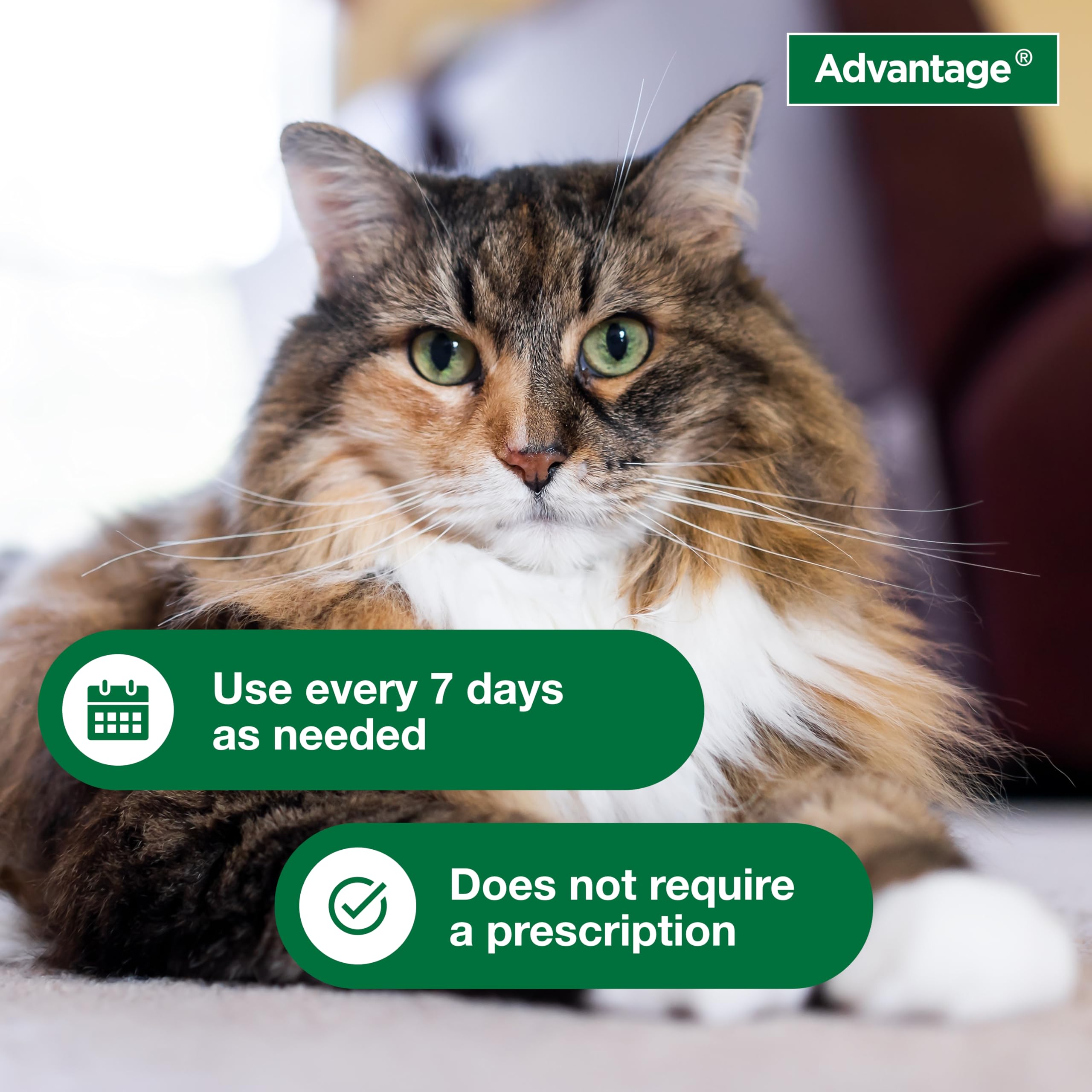 Advantage aplicación del champú en gato para eliminar pulgas visible