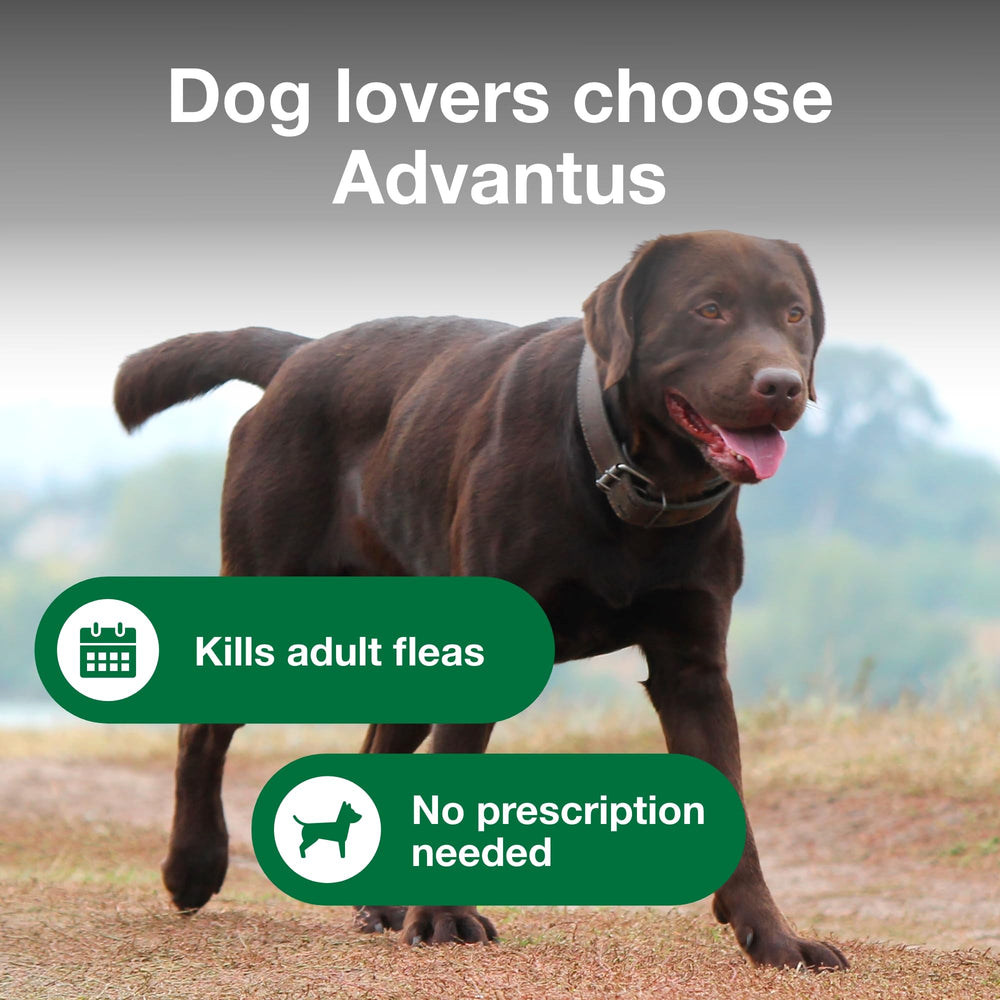 Hand holding advantus chew ready to give, showing convenient administration benefit