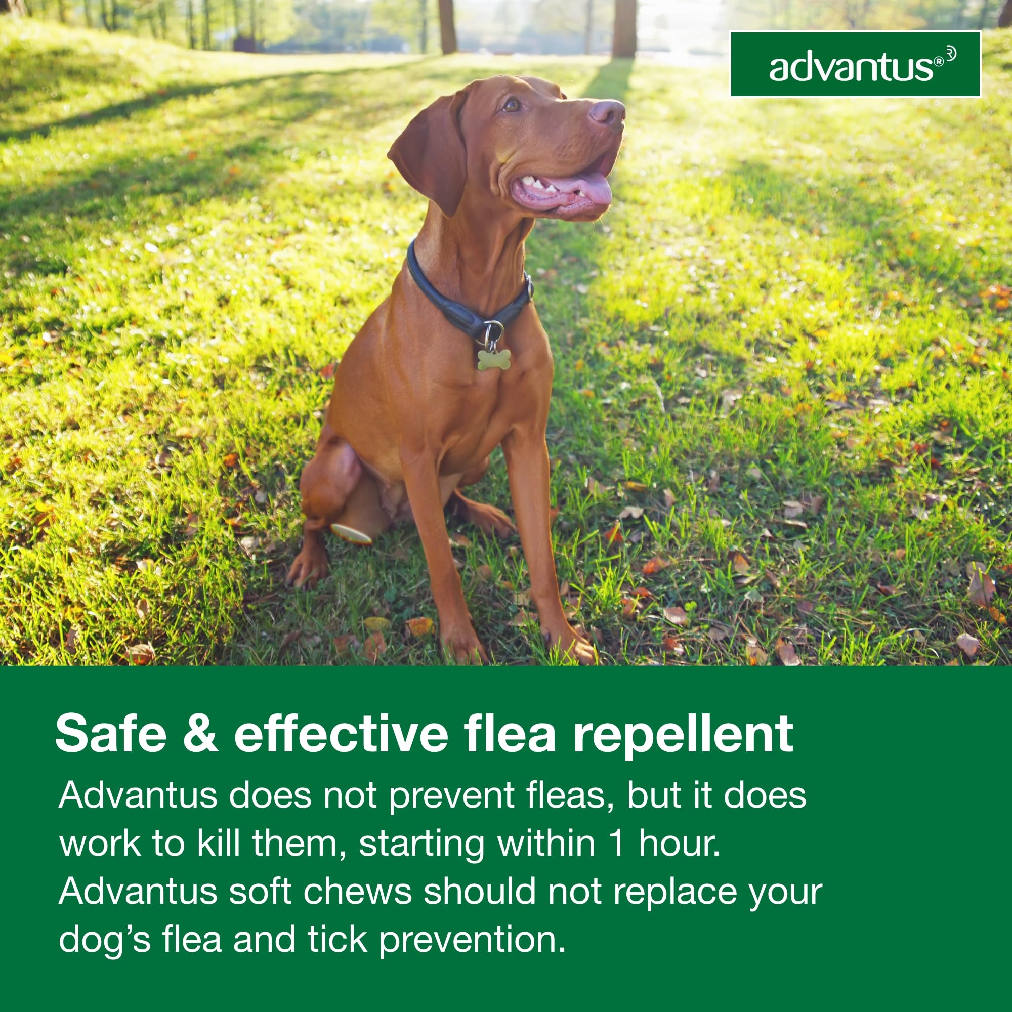 Advantus chew next to ruler to show size and dosing accuracy benefit