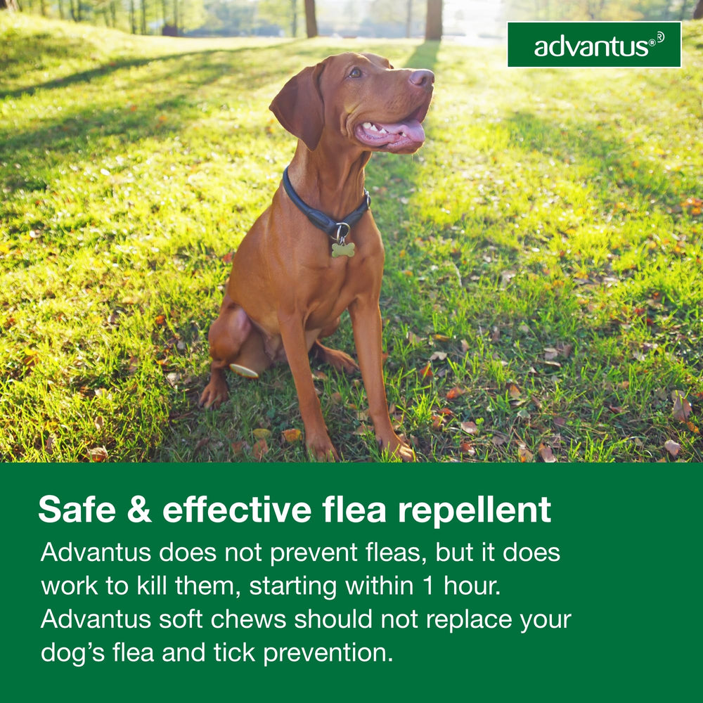 Advantus chew next to ruler to show size and dosing accuracy benefit