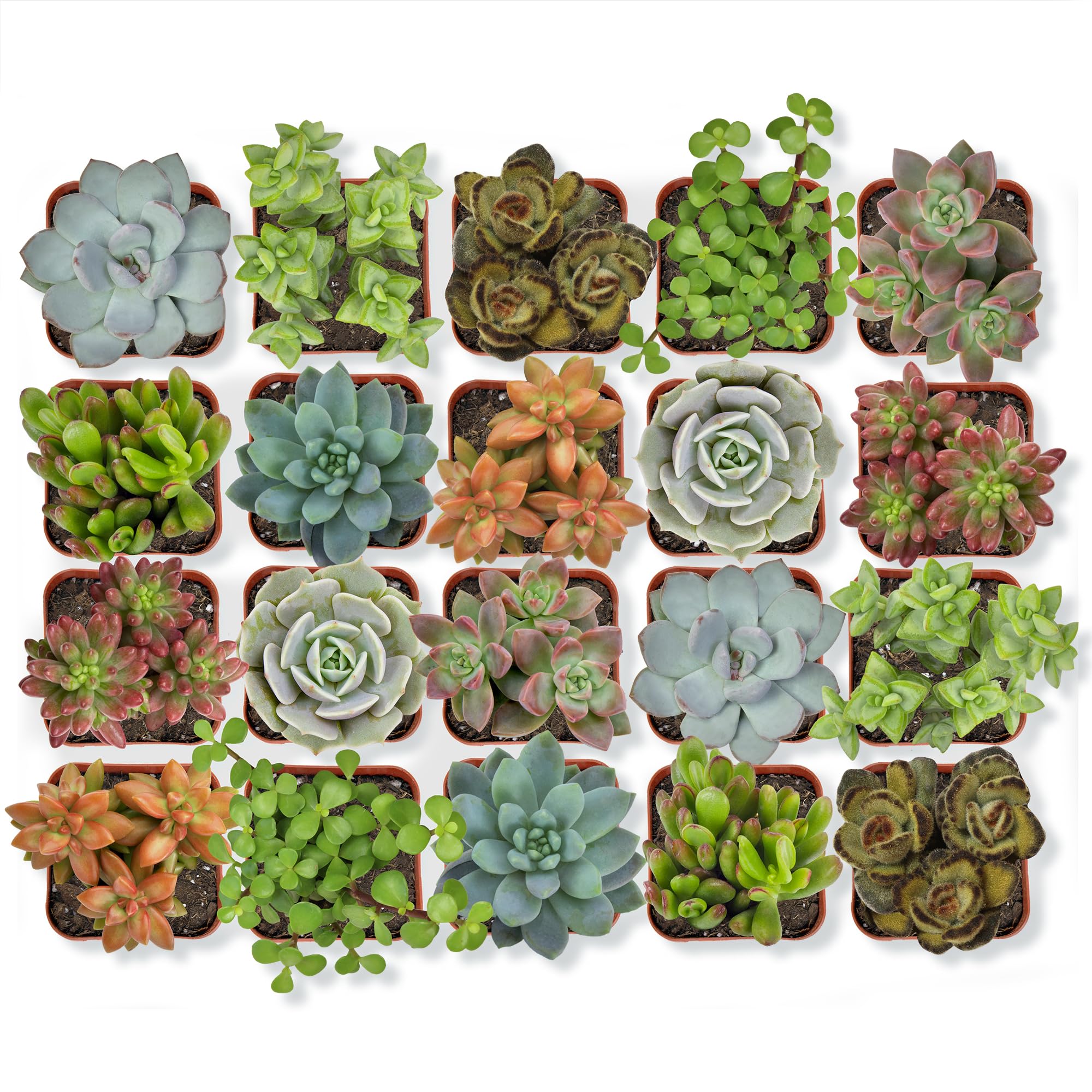 Altman Plants front packaging showing 20 mini succulent pots and variety benefit
