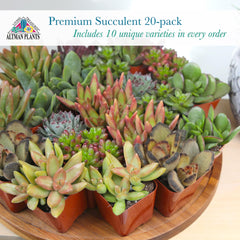 Altman Plants label and cactus soil mix showing ready-to-plant benefit