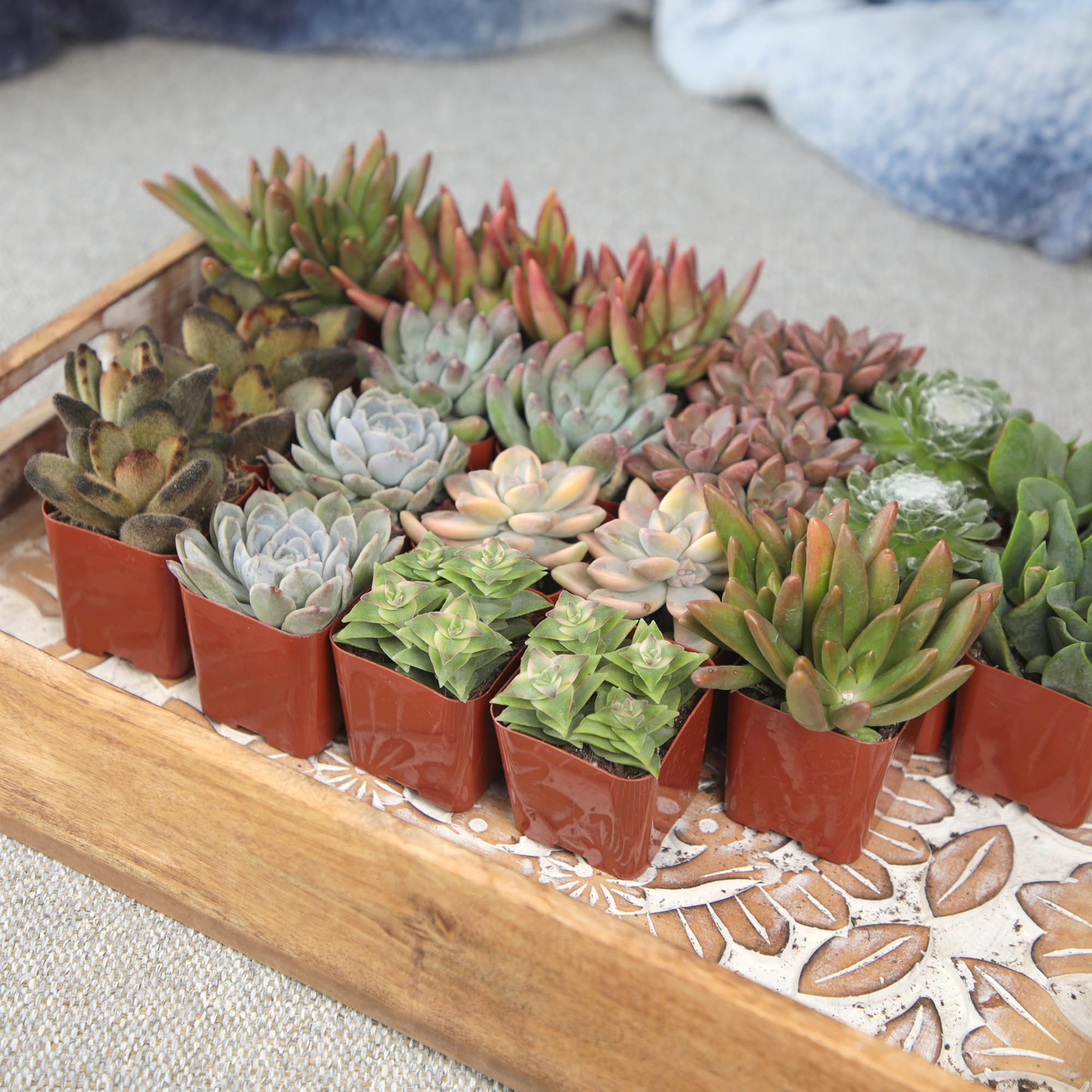 Altman Plants size comparison in hand illustrating compact, giftable benefit