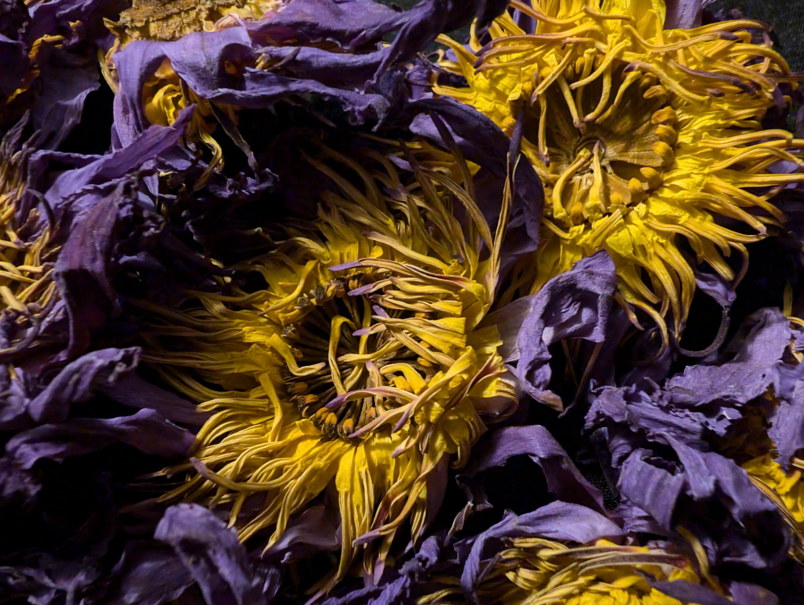 Ankhclave flor de loto infusionándose en taza para una bebida aromática