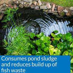 API pond‑zyme being applied to a backyard pond helping reduce sludge and improve clarity