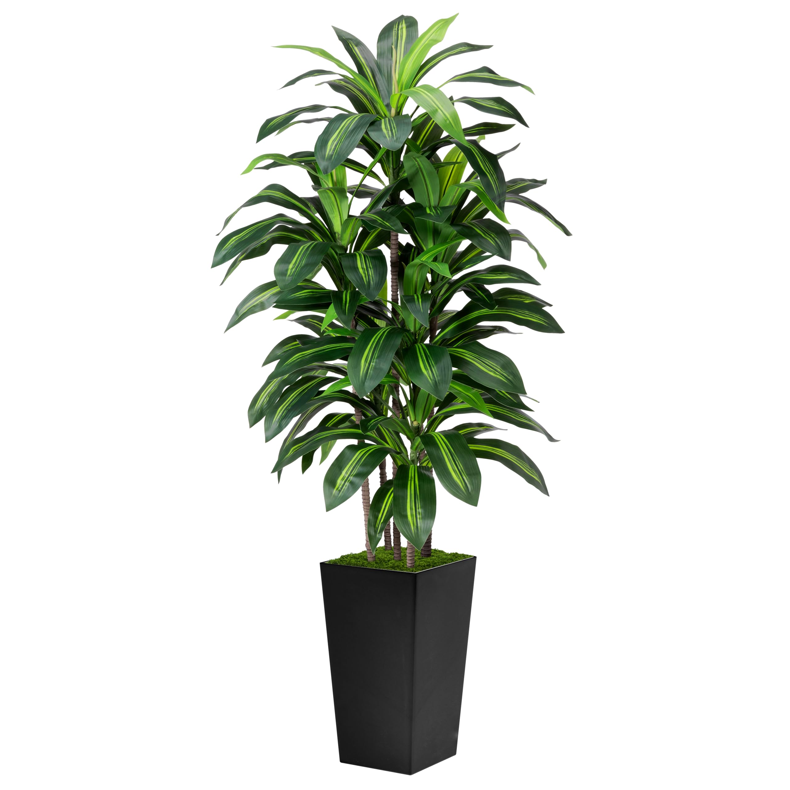 ASTIDY dracaena front view showing full height and elegant silhouette, adds instant greenery