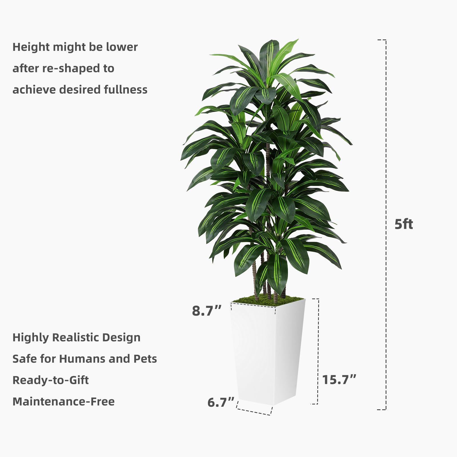 ASTIDY dracaena beside a person to show 5ft height and easy placement benefit
