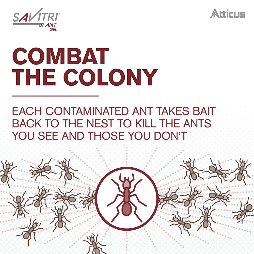 Atticus Savitri applied along baseboard illustrating targeted indoor ant control