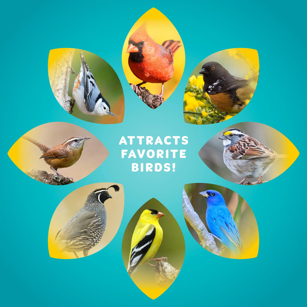 Audubon Park aves alimentándose en comedero, mayor actividad en el jardín