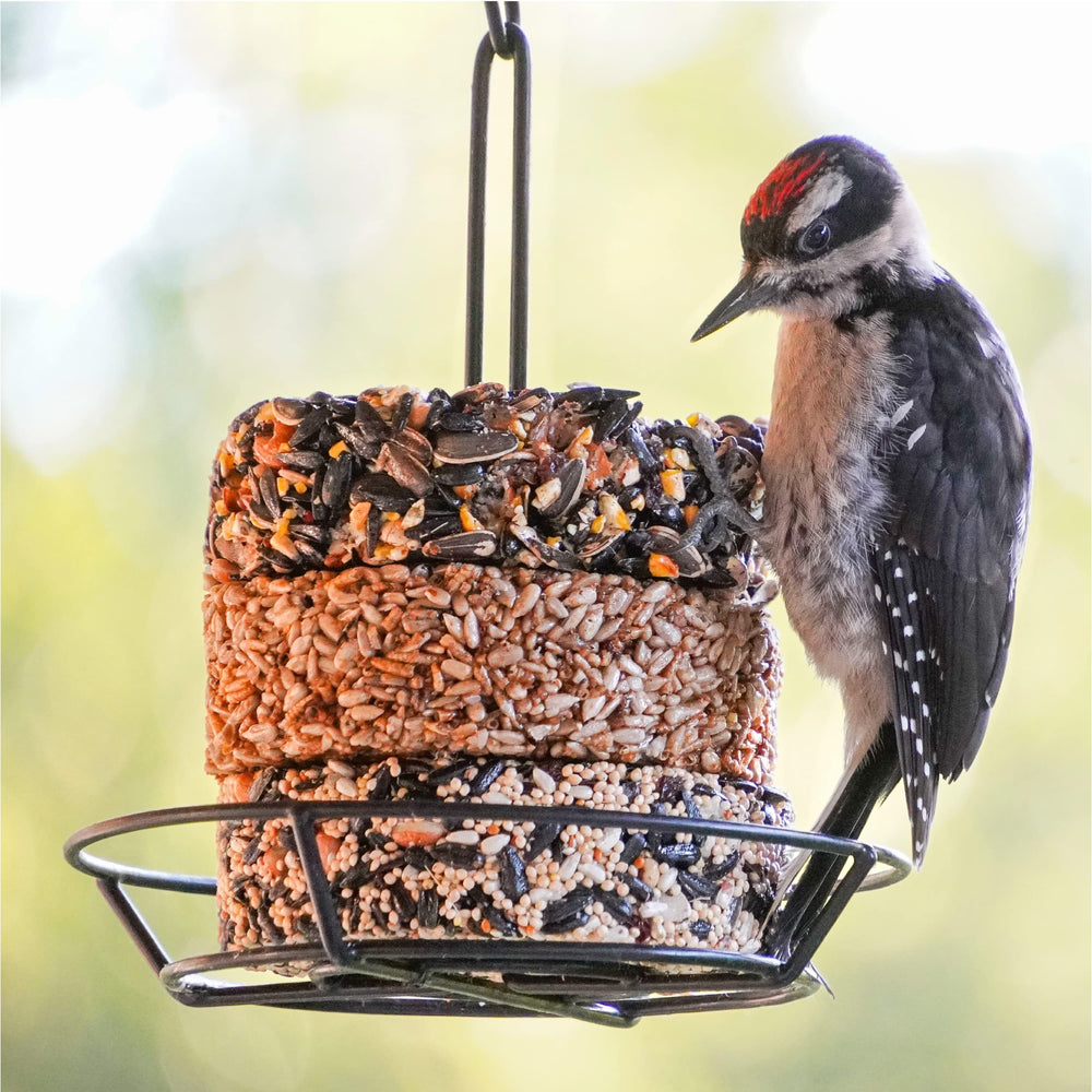 Audubon Park torta en mano para escala, tamaño práctico y portátil