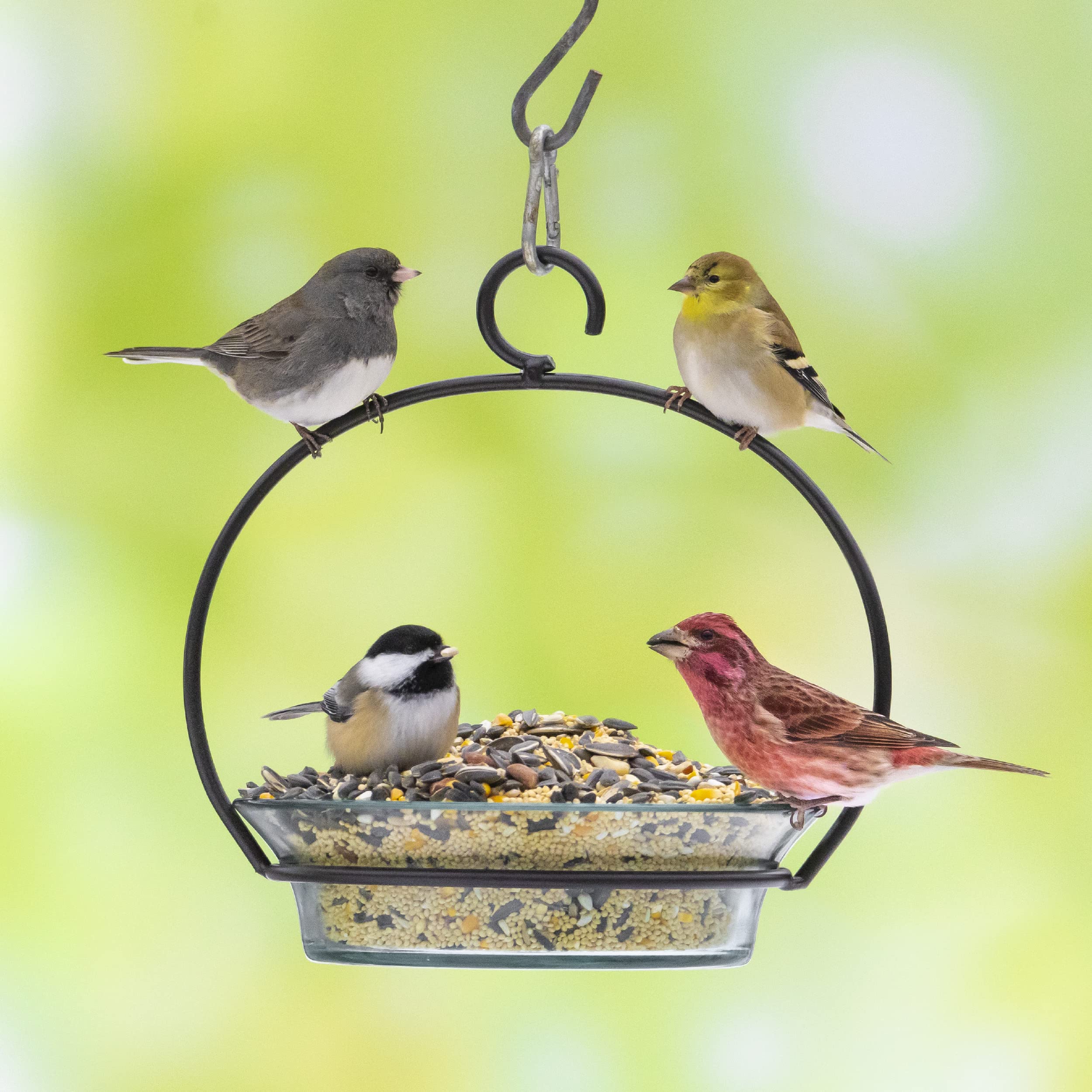 Audubon Park jardín con comederos y pájaros, ambientación para observación