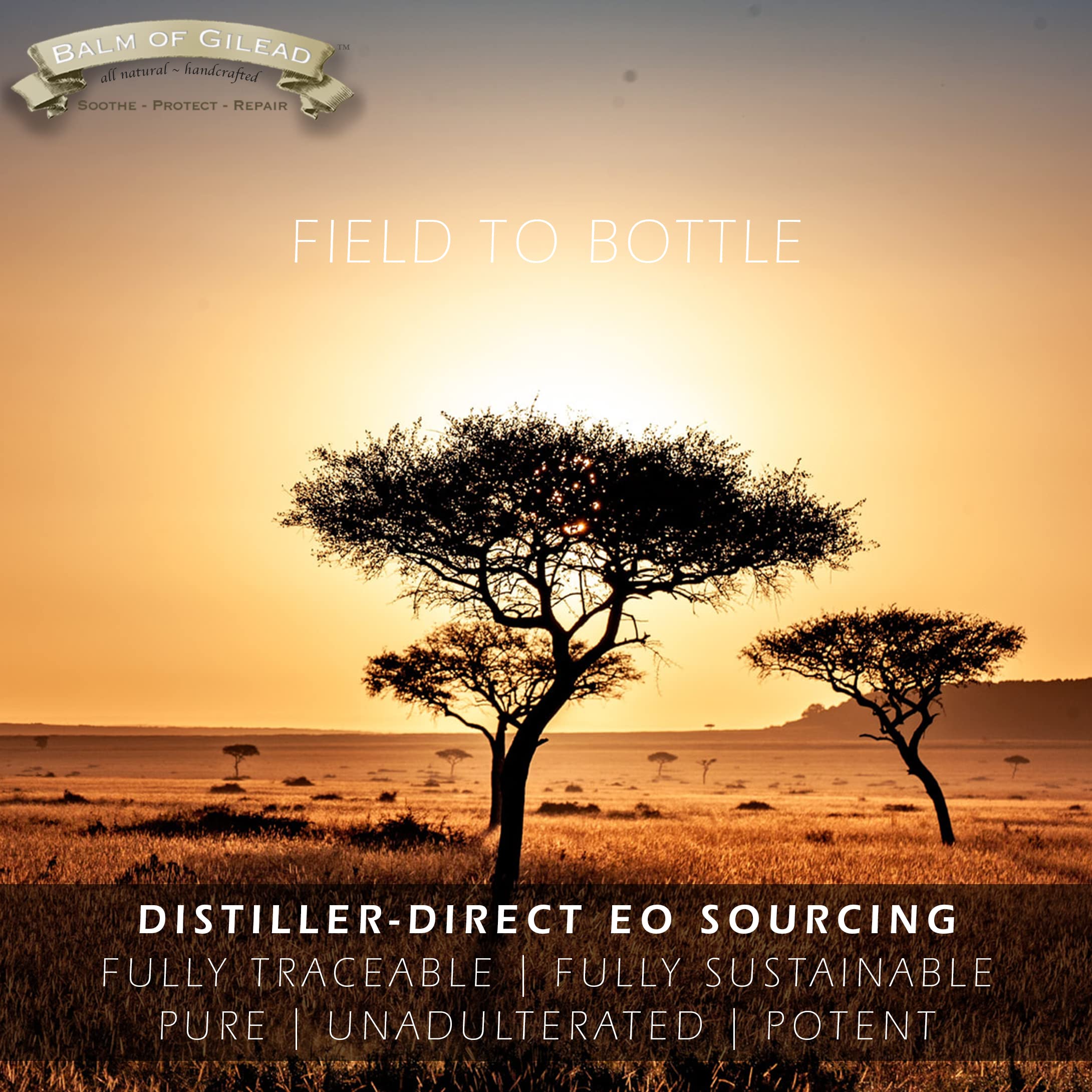 BALM OF GILEAD aceites destilados en frascos mostrando origen silvestre