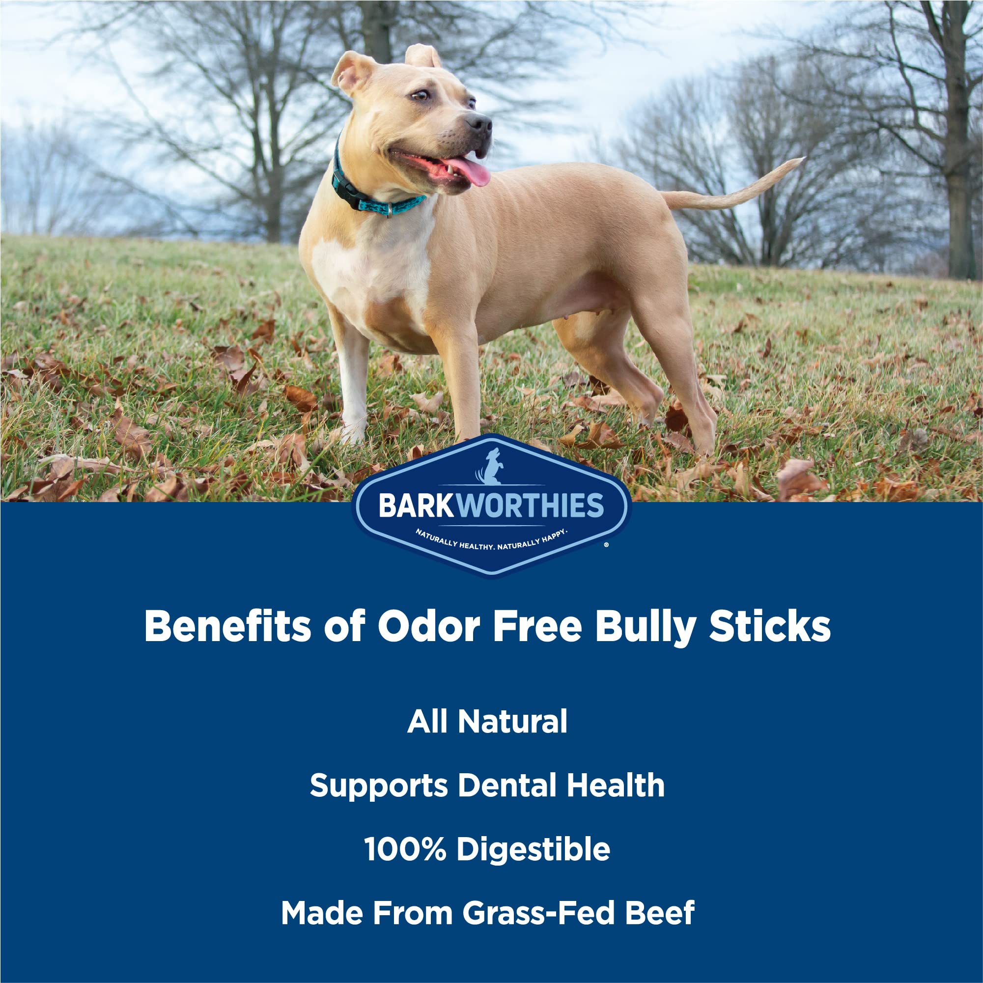 Perro mastica Barkworthies bully stick en uso, beneficio entretenimiento y salud dental