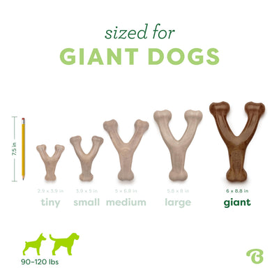 Comparación de tamaño Benebone Wishbone gigante junto a una correa