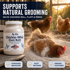 Billy Buckskin gallinas revolcándose en baño de polvo saludable