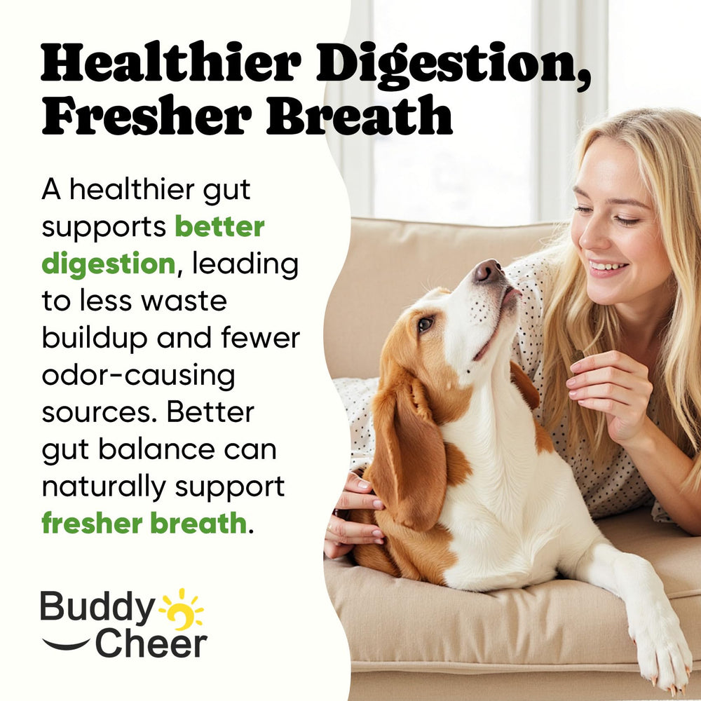BuddyCheer perro disfrutando chicle mejor digestión y aceptación