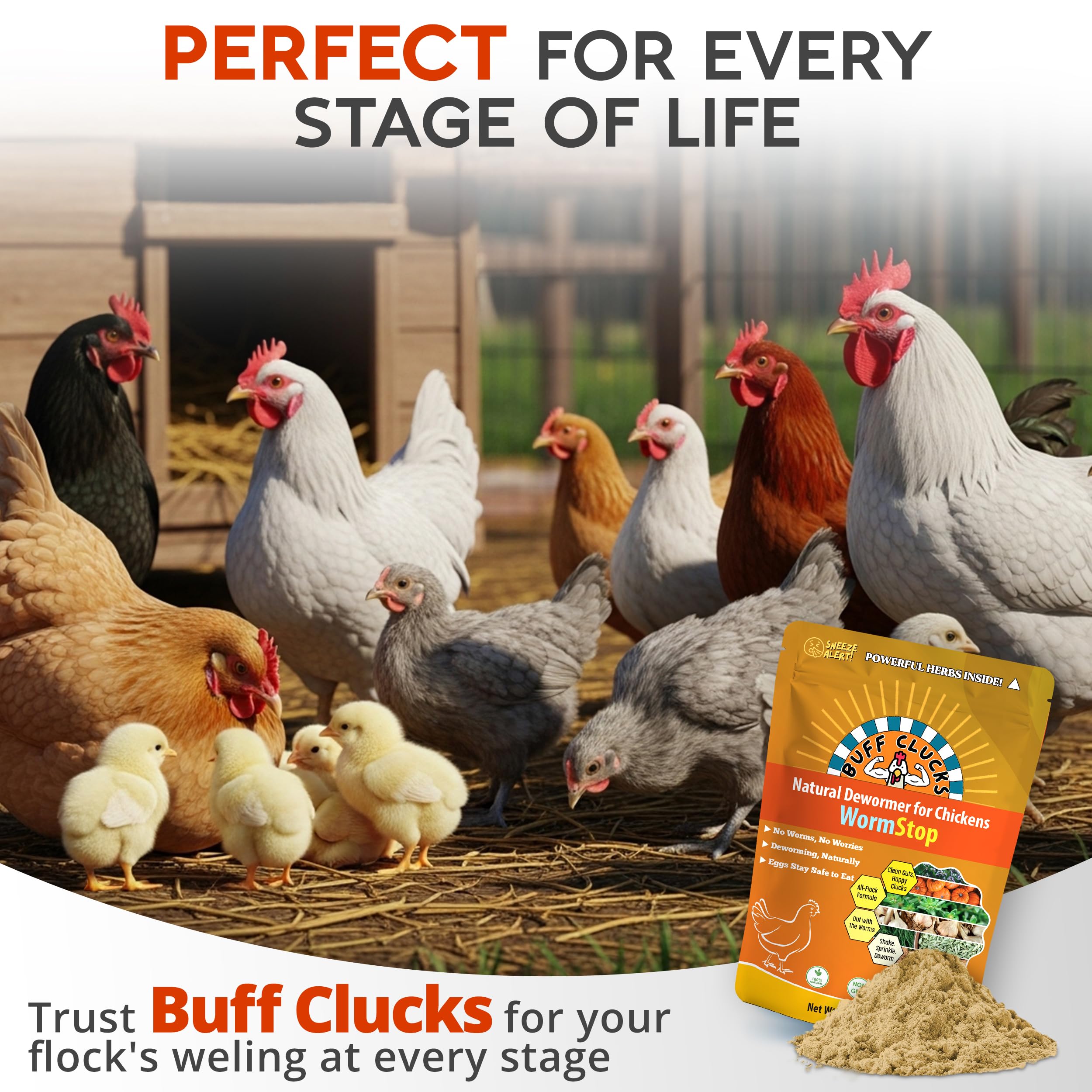 Gallinas en patio comiendo alimento con WormStop Buff Clucks, bienestar diario