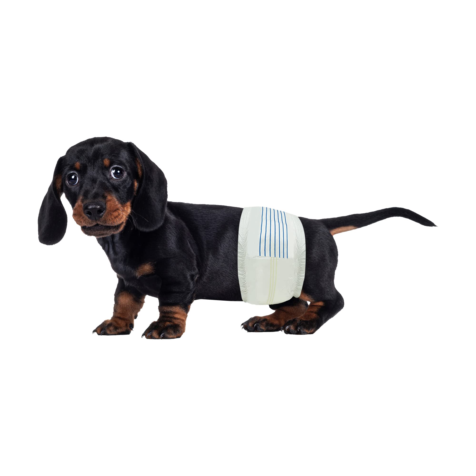 BV paquete frontal de pañales para perro macho mostrando 50 unidades y conveniencia