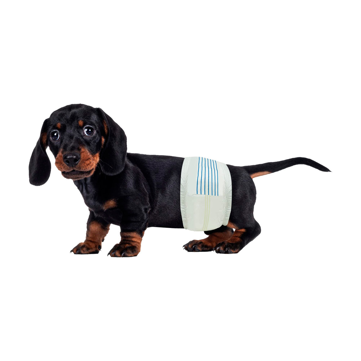 BV paquete frontal de pañales para perro macho mostrando 50 unidades y conveniencia